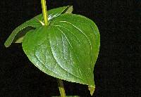 Image of Chelonanthus alatus