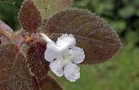 Image of Episcia lilacina