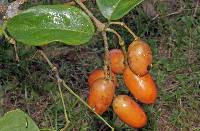 Gnetum leyboldii var. woodsonianum image