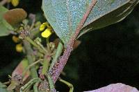 Image of Stigmaphyllon lindenianum