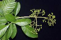 Image of Psychotria grandis