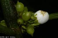 Notopleura aggregata image