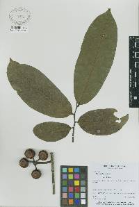 Image of Unonopsis pittieri