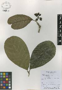 Image of Prestonia lenticellata