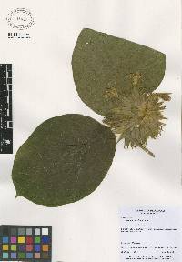 Image of Prestonia mexicana