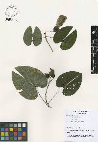 Bauhinia guianensis image