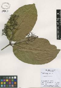 Image of Tontelea ovalifolia