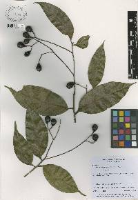 Damburneya purpurea image