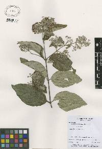 Image of Banisteriopsis muricata