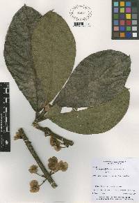 Hiraea grandifolia image