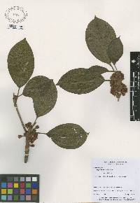 Image of Topobea parasitica