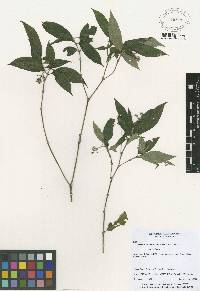 Image of Psychotria cyanococca