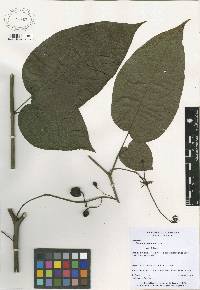 Solanum circinatum image