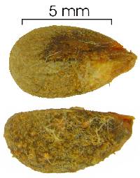 Aegiphila cephalophora image