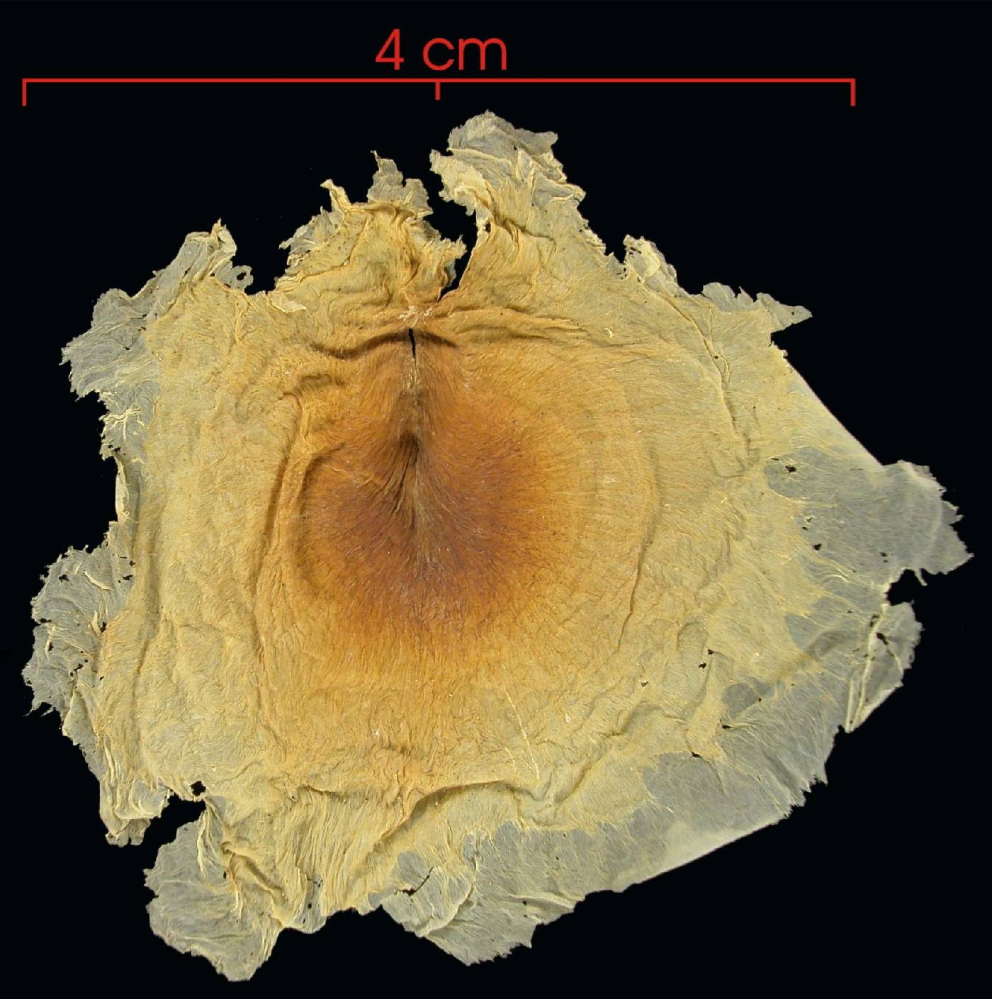 Anemopaegma orbiculatum image
