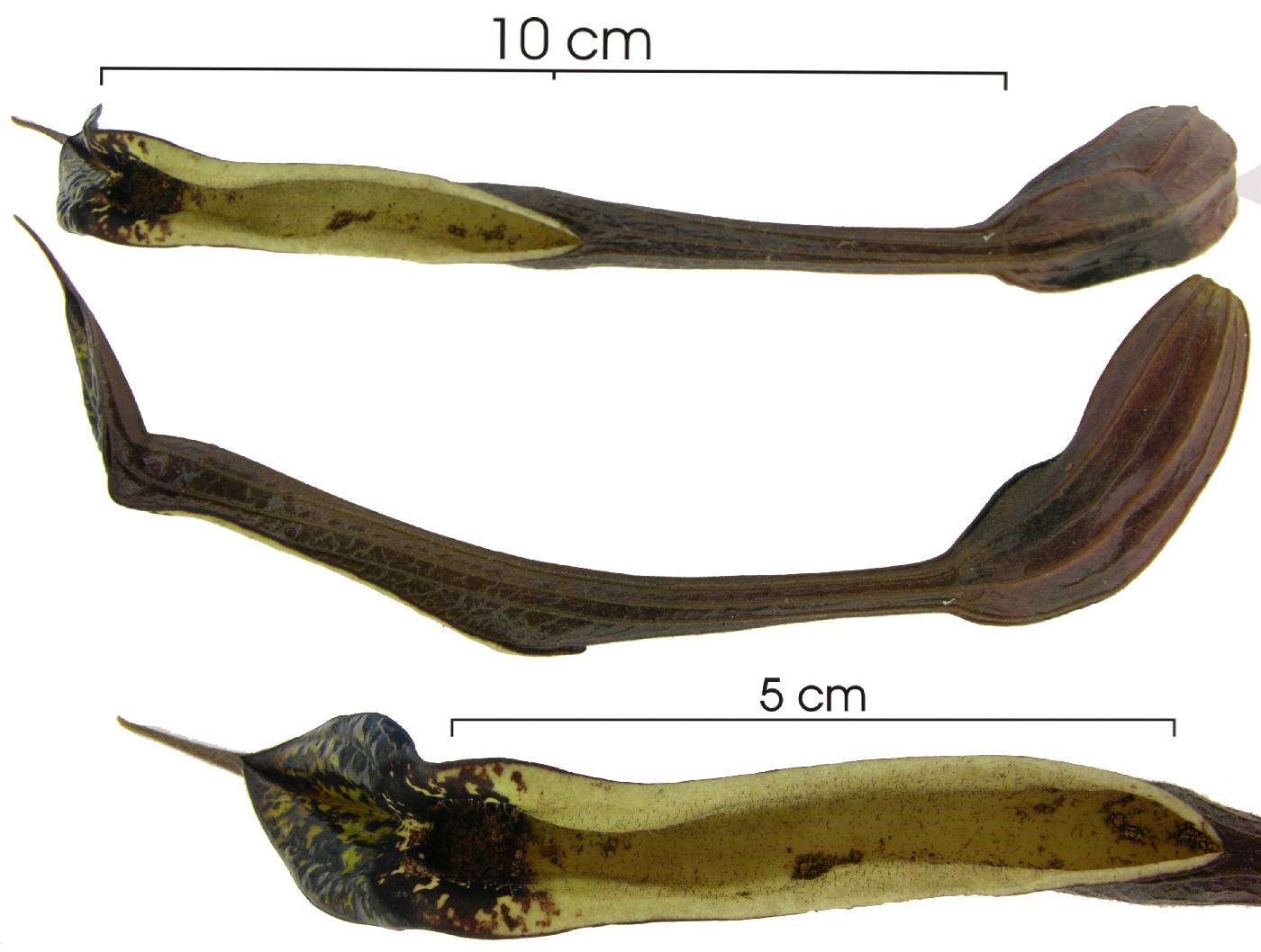 Aristolochia tonduzii image