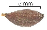 Cassipourea elliptica image
