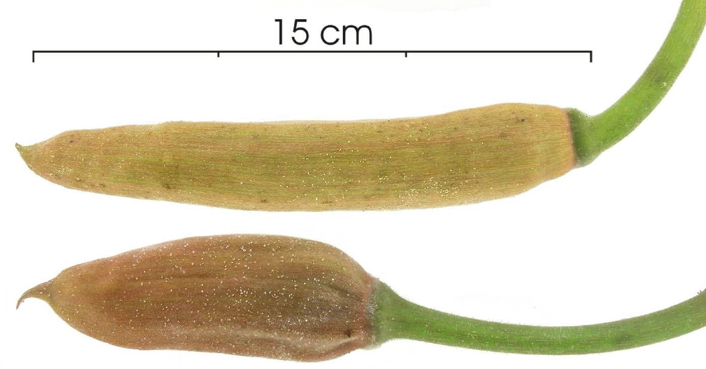 Cecropia longipes image