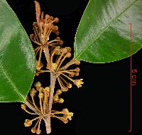 Chrysophyllum cainito image