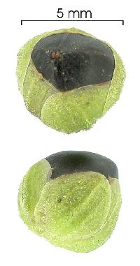 Coccoloba acuminata image