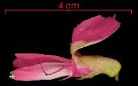Cymbosema roseum image