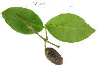 Gnetum leyboldii var. woodsonianum image