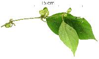 Mendoncia gracilis image