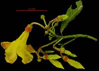 Odontadenia macrantha image
