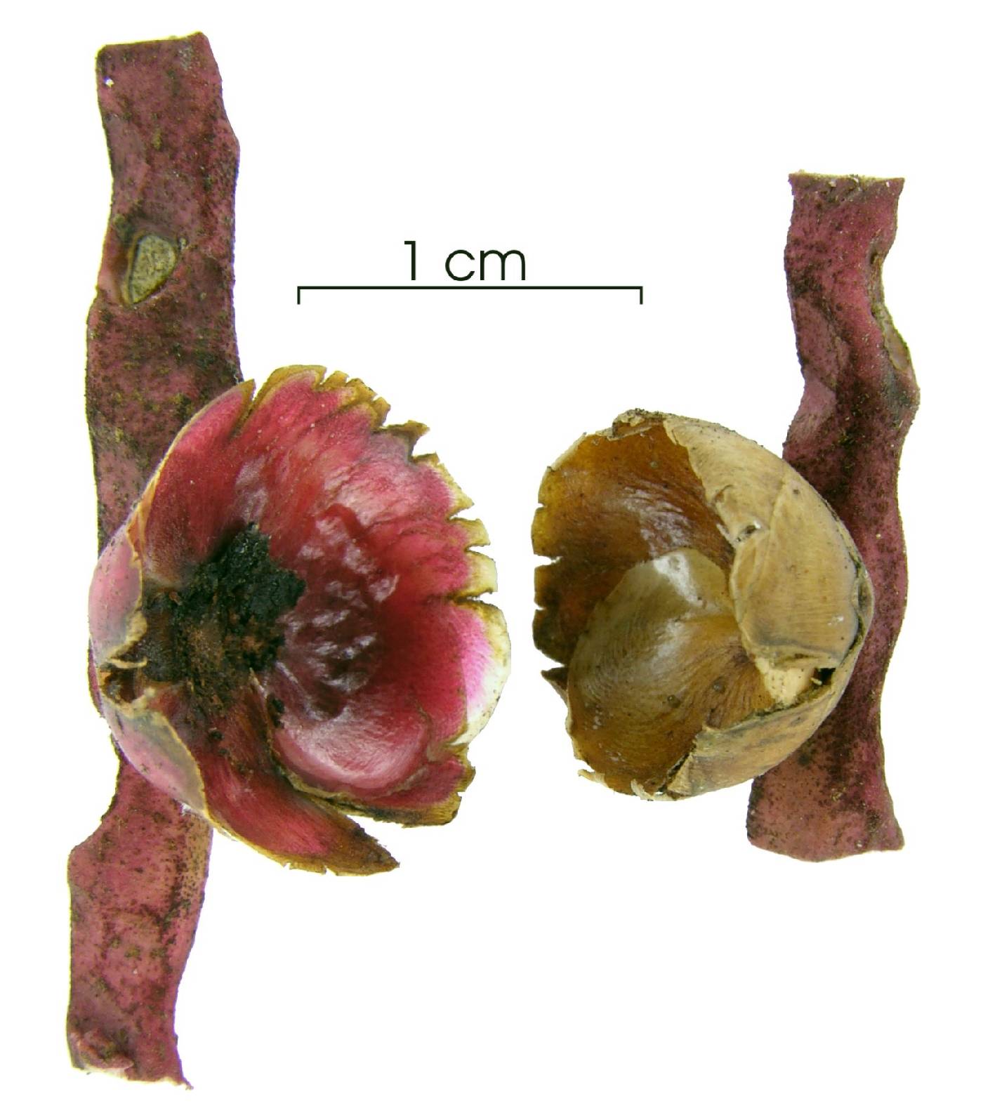 Oenocarpus image