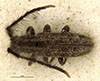 Eupogonius apicicornis image