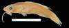 Liopropoma longilepis image