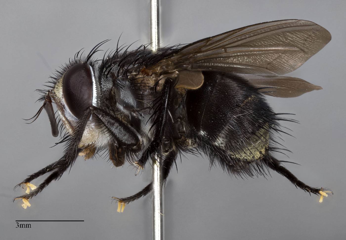 Tachinidae image