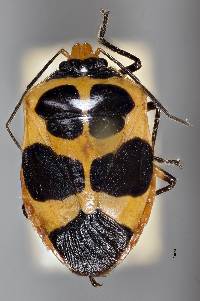Arocera spectabilis image