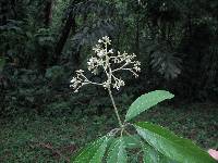 Image of Cordia diversifolia