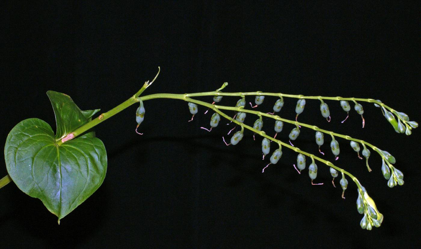 Chelonanthus alatus image