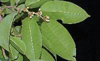 Chrysophyllum argenteum subsp. panamense image