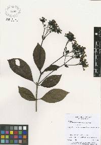 Image of Macrocnemum roseum
