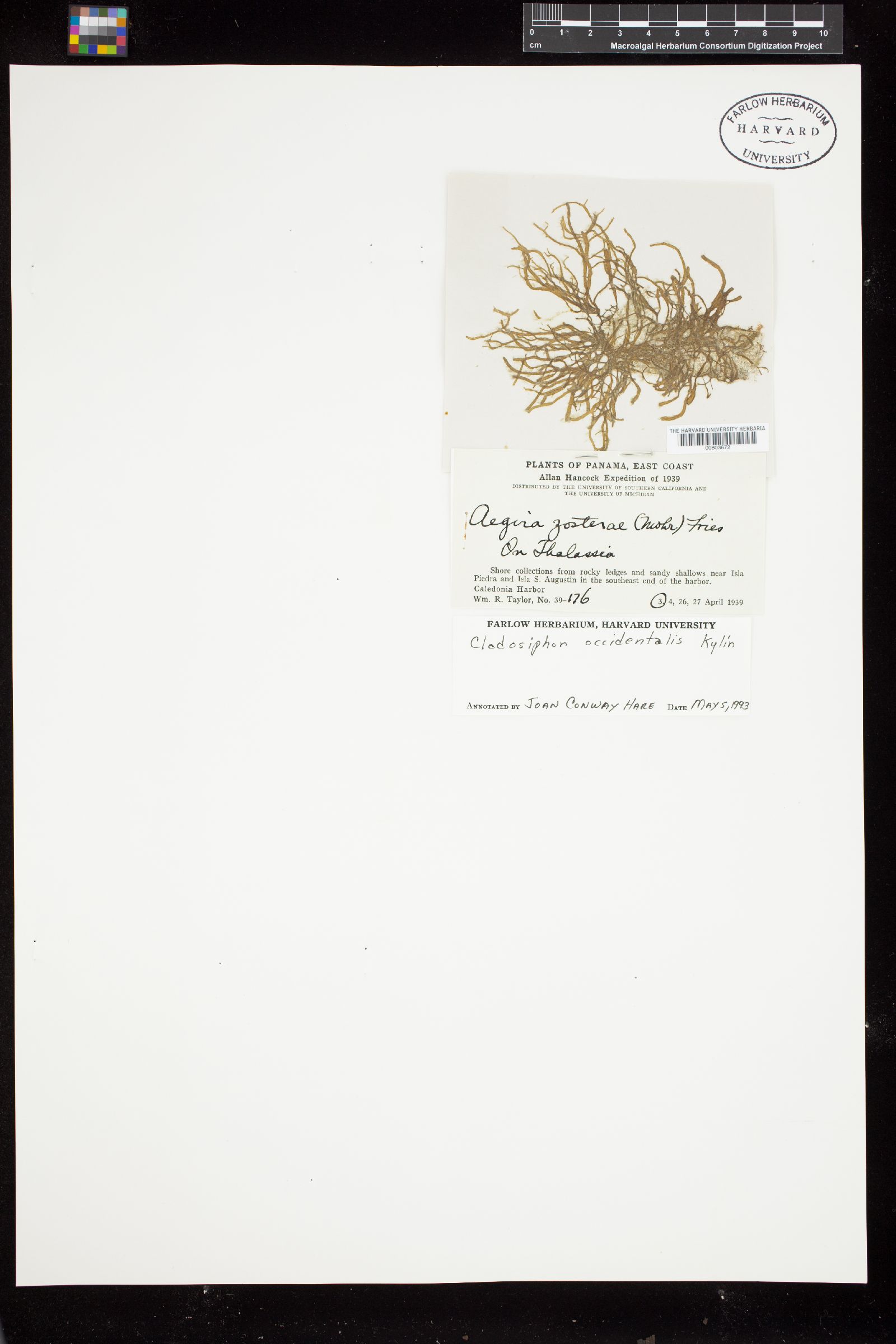Chordariaceae image