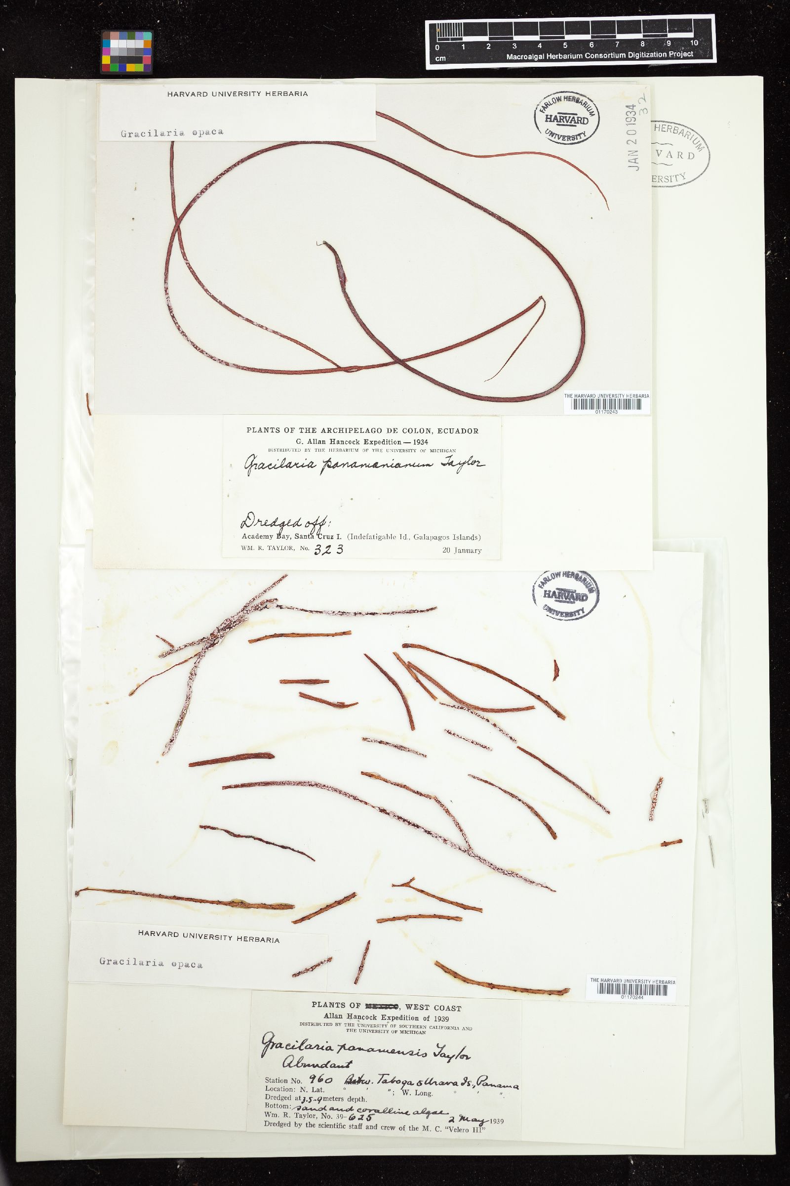 Gracilariopsis panamensis image