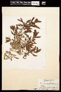 Image of Sargassum fluitans