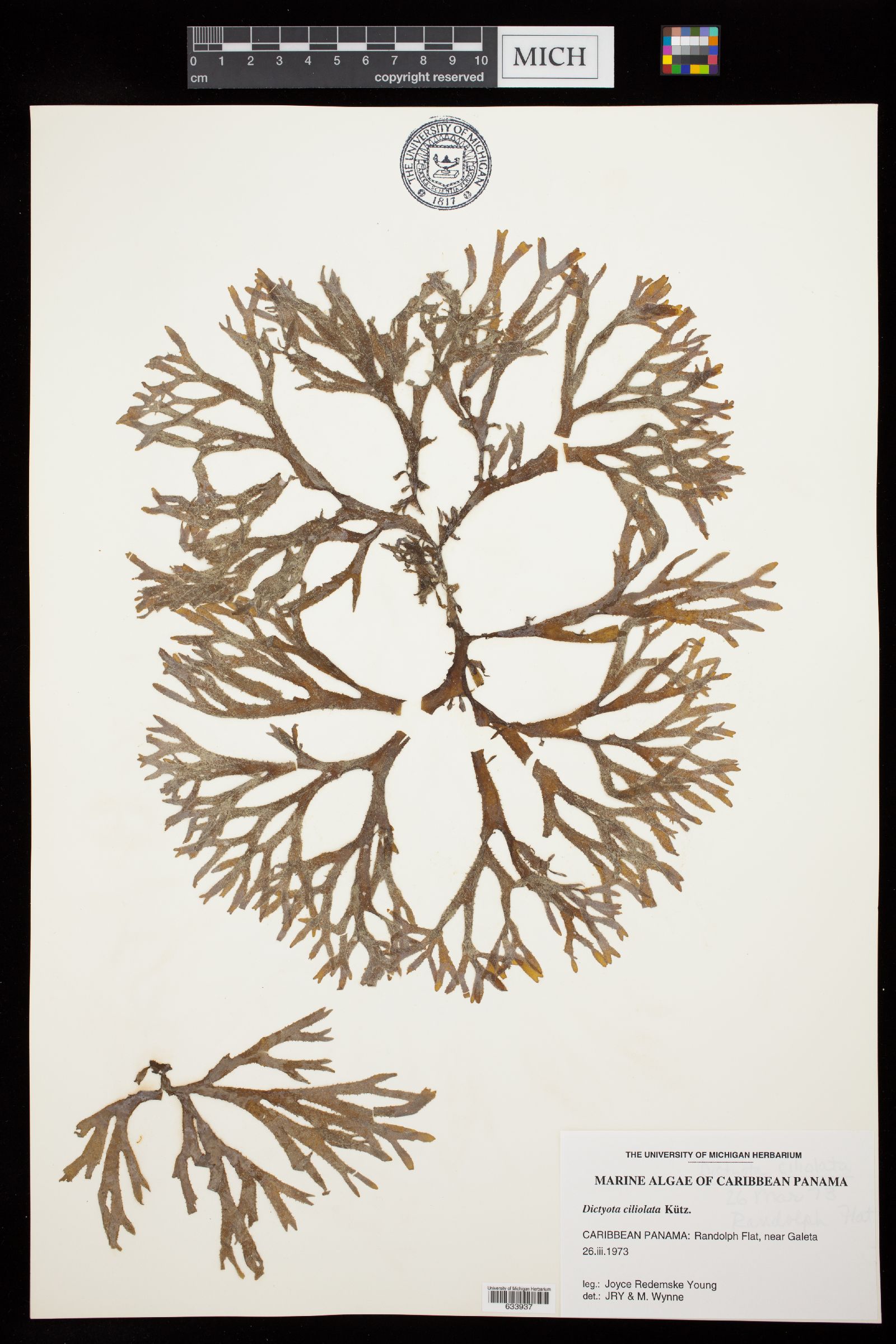 Dictyota ciliolata image