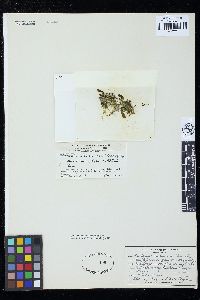Caulerpa microphysa image