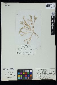 Gracilariopsis longissima image