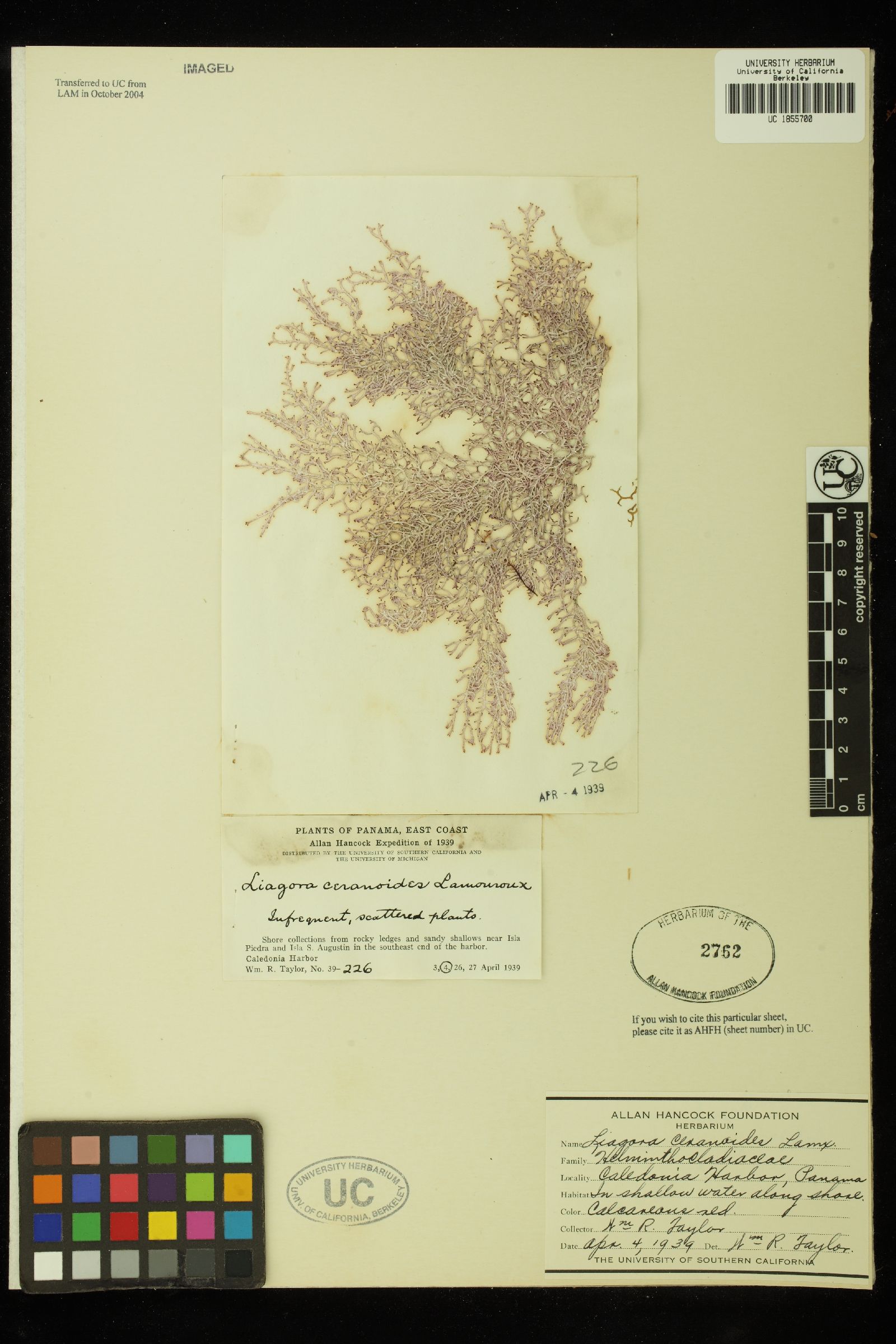 Liagora ceranoides image