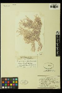Liagora ceranoides image
