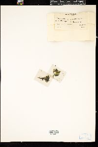 Image of Phormidium papyraceum