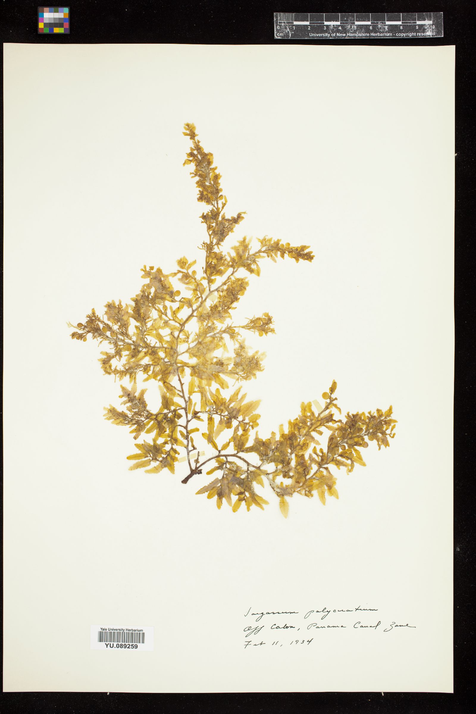 Sargassaceae image