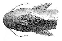 Cathorops fuerthii image