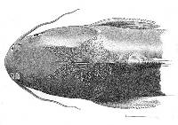 Ariopsis seemanni image