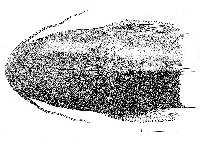 Ariopsis seemanni image